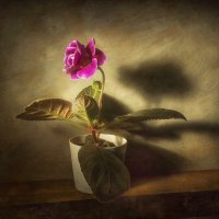 *** :: Oleg Rastorguev