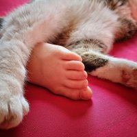 Сон в летнюю ночь. :: ВЛАДИМИР 