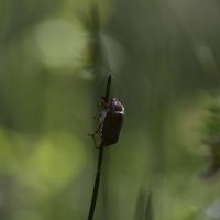 Уходит  май :: Геннадий Супрун