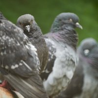 нежданчик :: Александр Леонов