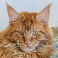 Мой юный рыжий Симба. :: Евгений Голубев