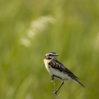 Чекан луговой :: Валерий Черняк