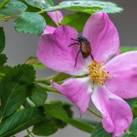 Июньский жук. :: Анатолий. Chesnavik.