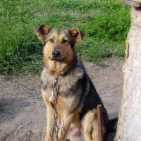 Джо :: Антонина Гугаева