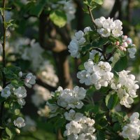 Яблони цвет :: Павел Харлин