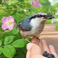 Поползень :: Сапсан 
