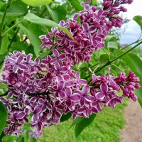 Сирень :: Сапсан 