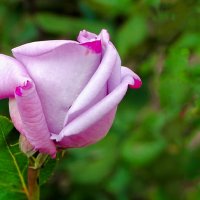 Городские цветы. :: Милешкин Владимир Алексеевич 