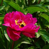 Городские цветы :: Милешкин Владимир Алексеевич Городские цветы :: Милешкин Владимир Алексеевич