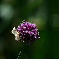 Лук :: Татьяна Евдокимова