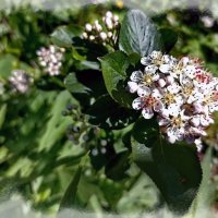 Арония, черноплодная рябина :: Veera V