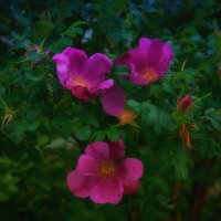 Цветение. :: Николай Феофанов