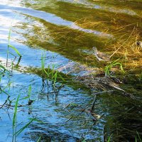 Июнь...Кулик у своего гнезда! :: Владимир 