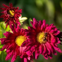 Хризантемы :: Игорь Сикорский