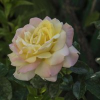 Глория Дей :: Валентин Семчишин Глория Дей :: Валентин Семчишин