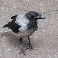 Юная ворона :: Лина Юная ворона :: Лина