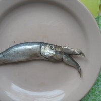 Килька :: Андрей Л. В.