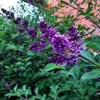 Вот и лето пришло :: Галина Минчук Вот и лето пришло :: Галина Минчук