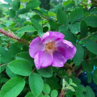 Вот и лето пришло :: Галина Минчук