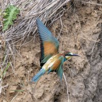 щурки :: юрий макаров щурки :: юрий макаров