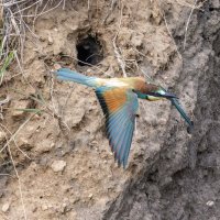 щурки :: юрий макаров