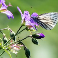 *** :: Владимир Безбородов
