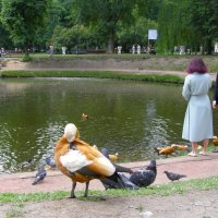 Огарь и парочка :: Анна Воробьева