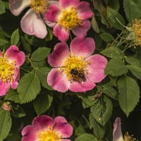 Яркое цветение, нектаром наслаждение. :: Петр Беляков Яркое цветение, нектаром наслаждение. :: Петр Беляков