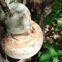 лесное :: Елена Шаламова