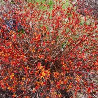 краски апреля :: Елена Шаламова