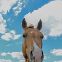 ----- :: Мария Реброва