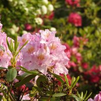 цветы в моём саду :: ИННА ПОРОХОВА