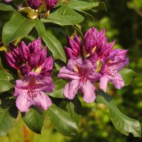 цветы в моём саду :: ИННА ПОРОХОВА