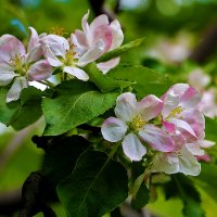 *** :: Светлана 