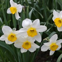 Семейка белых :: Светлана 