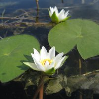 Кувшинка четырёхгранная :: Anna Ivanova Кувшинка четырёхгранная :: Anna Ivanova