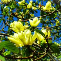Магнолия бруклинская Желтая птица(Yellou Bird) :: Aida10 