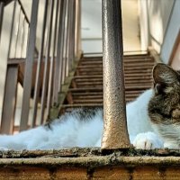 Кошка :: Михаил Столяров