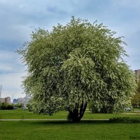 Черемуха :: Laryan1 