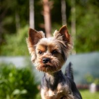 Тофик. :: leff Postnov