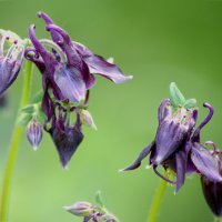 Аквилегия (водосбор) :: Сергей Владимирович Егоров