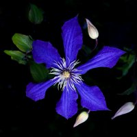 Клематис :: Евгений 