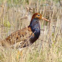 турухтан :: gawrilа - dan