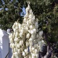 Невеста :: Валерий Басыров