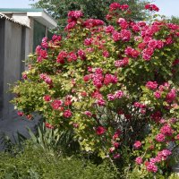 Придорожное одиночество :: Валерий Басыров