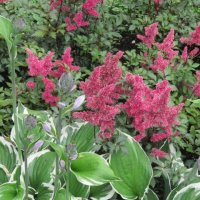 Красные цветы :: Дмитрий Никитин