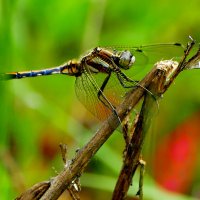 из вчерашней съёмки 5 :: Александр Прокудин