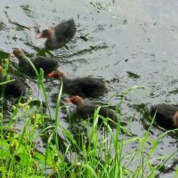 Лысухи :: Сапсан 