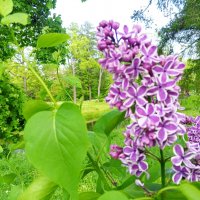 Сирень :: Сапсан 