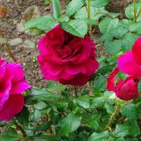 Городские цветы :: Милешкин Владимир Алексеевич 